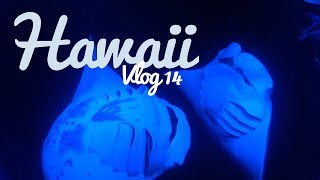 VLOG 14  ON A NAGÉ AVEC LES RAIES MANTA  Une expérience inoubliable  Big Island  Hawaii [upl. by Nimaynib184]