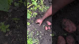 Potato Harvesting  உருளைகிழங்கு அறுவடை [upl. by Benge]