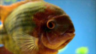 My chocolate cichlid 1080p [upl. by Bunting]