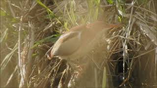 Least Bittern Colonel Sam Smith Toronto May 2 2024 [upl. by Halfon]