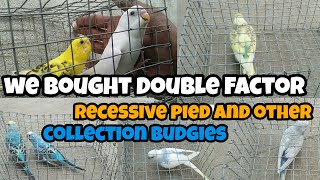 We bought Double Factor budgies and Recessive pied budgies and other mutuvation budgies for our farm [upl. by Asreht237]