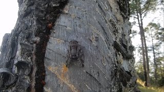 Cicada screaming sound  Himachal Pradesh India [upl. by Osnofedli]