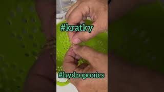 Indoor Hydroponics For Beginners 🌱indoorgardening hydroponics arugula [upl. by Ahsilav898]