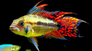 Top 5 Centerpiece Fish for your small to medium sized Community Aquarium [upl. by Nirtiak176]