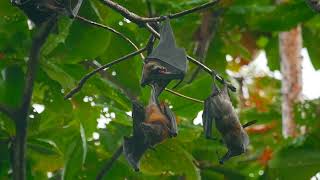 vecteezy lyle s flying foxes pteropus lylei hangs on a tree branch 24197759 [upl. by Guadalupe]