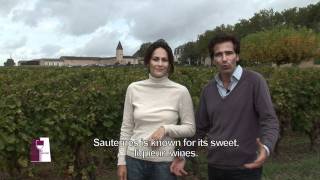 Understanding Bordeaux Sauternes at Chateau Guiraud Estate TRAILER [upl. by Kerrie615]