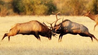 Combat de wapitis impressionnant  ZAPPING SAUVAGE [upl. by Aserehc658]