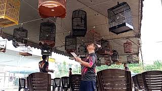 Burung Murai Kampung B  Pertandingan Seni Suara dan Gaya Burung Berkicau Terbuka 2024 Balingian [upl. by Schmitt]