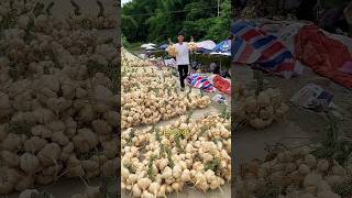 jicama harvesting from farmers and cutting skills so fresh with rural farming life harvesting [upl. by Revlis]