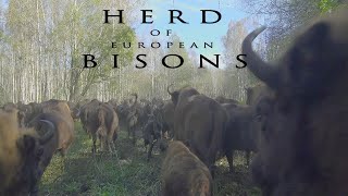 European BISON large herd of the wild animals runs in the forest [upl. by Eedoj]