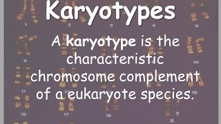 Karyotypes [upl. by Shaun]