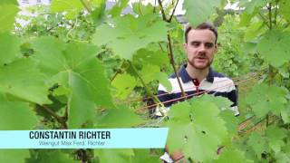 Weingut Max Ferd Richter in Mülheim an der Mosel [upl. by Yenal31]