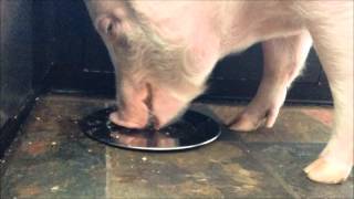 Esther the Wonder Pig INHALES 3 Pies [upl. by Isis889]