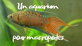 Je lance un nouvel aquarium pour les macropodes vlog [upl. by Assecnirp]