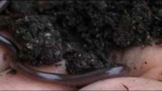 The Brahminy Blind Snake [upl. by Mastic728]