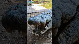 🐊 KIDS FEED CROCODILES  Africa Family Adventures [upl. by Utir]