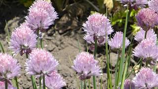 Chives  Allium schoenoprasum  Graslaukur  Sniðlaukar  Kryddlaukar  Matjurtir [upl. by Nalor]