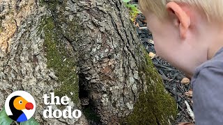 Family Creates Magical Cottage For Toad  The Dodo [upl. by Lazos]