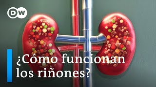 Cómo funcionan los riñones [upl. by Atteram]