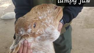 Actinomycosislumpy jaw diagnose and treated by Dr Murtaza khalilANIMALS KNOWLEDGE [upl. by Nicolis]