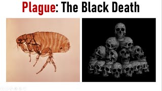 RatFleaYersinia Three Deadly Culprits of Plague  Black Death  Pneumonic amp Bubonic Plague [upl. by Rysler]