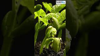 Growing Plant Time Lapse । Plant Growing UnderGround Time Lapse । Plant Growing Time Lapse shorts [upl. by Marcellus]