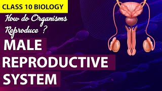 How Do Organisms Reproduce Animation PART4  CBSE Class 10 Biology Chapter 7  NCERT [upl. by Ajup645]