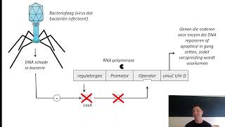 Eiwitsynthese 2 operon repressor promotor genexpressie prokaryoten [upl. by Yunfei247]