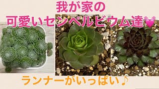 【多肉植物】エケベリアにも引けを取らないセンペルビウム✨ 2022815 [upl. by Winifred827]