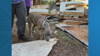 Dog recovered safely almost a week after Haymarket home explosion [upl. by Berman406]