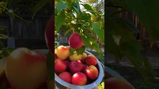 Harvesting plum 🍑gardenplants fruit fruiting plum plumtree fruittrees ￼￼ [upl. by Seeto]