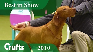 Hungarian Vizsla wins Best In Show at Crufts 2010  Crufts Dog Show [upl. by Ellennahs]