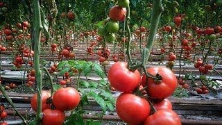 Domates serası hasat işleri Alifakı domates serası tonaj fiyatlar ne durumda [upl. by Utir393]