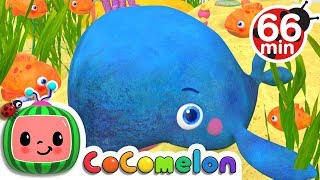 Baby Blue Whale Song  More Nursery Rhymes amp Kids Songs  CoComelon [upl. by Thatcher253]