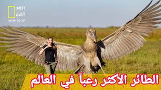 طائر ابو مركوب ،يصدر أصواتاً شبيهة بالمدفع الرشاش طائر ابو مركوب ومنقاره الشبيه بالحذاء [upl. by Tollman]