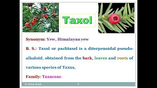 Industrial production estimation and utilization of Taxol Paclitaxel [upl. by Halludba765]