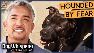 Cesar Millan Helps Woman Overcome Fear Of Pitbull  Season 8 Episode 6  Dog Whisperer [upl. by Joy]