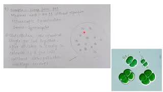 Isolation and characterization of Cyanobacteria with examples and diagram  MSc practical series [upl. by Acissj]