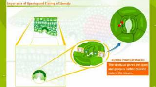 Structure And Working Of Stomata [upl. by Borman838]