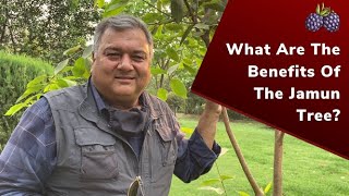 What are the benefits of the jamun tree [upl. by Noremak]