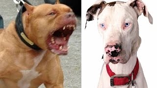 Pitbull vs Great Dane [upl. by Siloum]