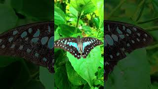 Sey Taro song youtubeshorts subscribe butterfly nature [upl. by Christianna]