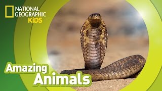 Cobra 🐍  Amazing Animals [upl. by Theresita]