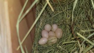 EGG TIME GOULDIAN FINCHES [upl. by Quartus923]