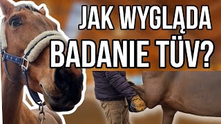 JAK WYGLĄDA BADANIE TUV KONIA VLOGMAS HORSEONBOARD [upl. by Celisse]