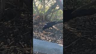 Crows eating a chicken bone 🦴 [upl. by Barber]