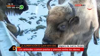 Bisontes entre la nieve   Castilla y León Directo [upl. by Chrissie]