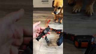 GPS Dog collar reviews [upl. by Lhary335]