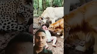 Animal love baby care tiger baby animals dog tranding [upl. by Lukas]