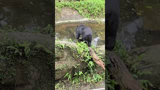 台灣黑熊Formosan Black BearTaipei Zoo [upl. by Euqinotna]